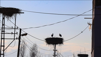 Globalno zagrijavanje mijenja migracione obrasce roda u turskom Igdiru