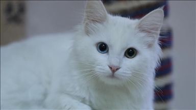 Upaya Pelestarian Kucing Van Catat Kenaikan Kelahiran Tahun Ini 