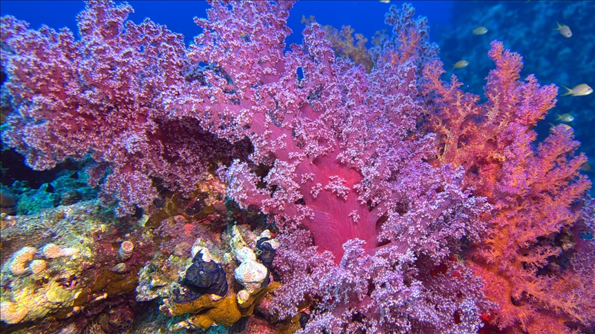 Türkiye approves investment protection deal with Hong Kong, UN marine biodiversity agreement