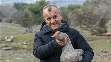 Köyüne dönüp başladığı kaz yetiştiriciliğinde 5 yılda 600 hayvana ulaştı