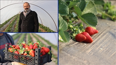 "Çilek yetişmez" denilen topraklarda üretimini 60 dekara çıkardı