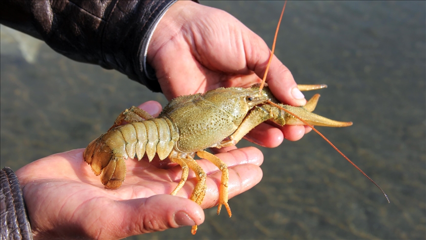 $400K lobster shipment stolen en route to Costco stores in US Midwest