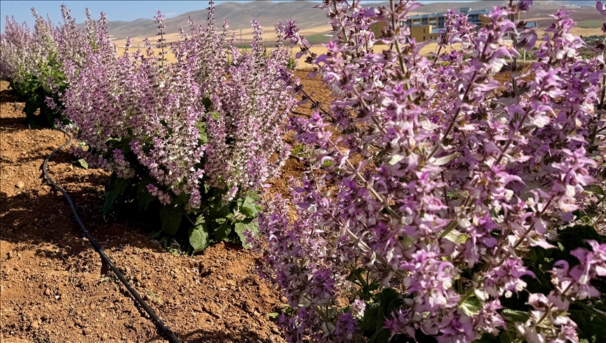 Kırşehir'de yetiştirilen 65 tür tıbbi aromatik bitkinin çiftçilere alternatif ürün olması hedefleniyor