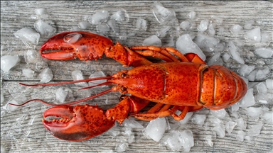 U SAD-u ukradena pošiljka jastoga vrijedna 340.000 eura na putu ka prodavnicama Costco