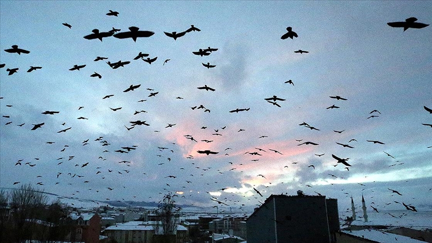 Ardahan'da gün batımında kuşların gökyüzündeki dansı görüntülendi