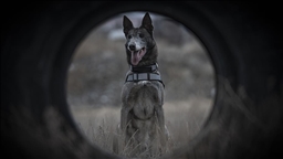 Türkiye'nin sayılı kadavra köpeklerinden Melo depremden cinayete ekiplerin iz sürücüsü