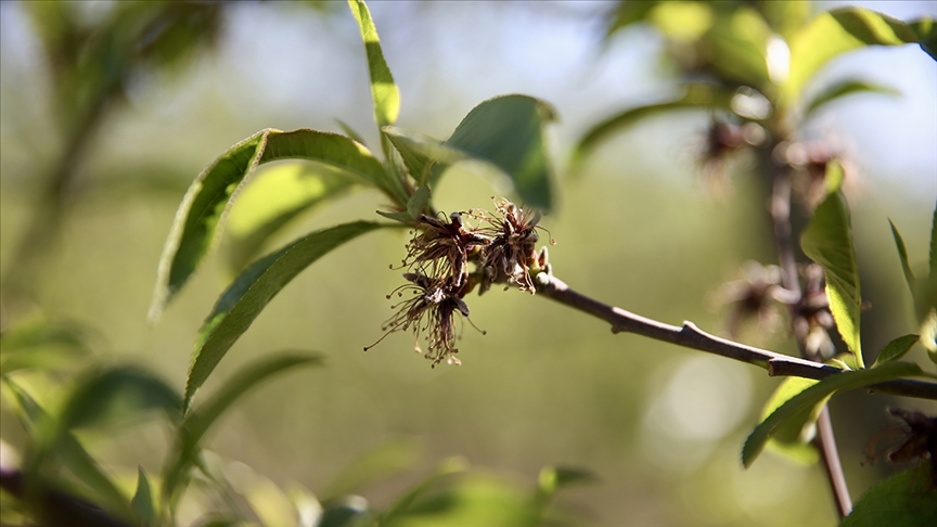 Üreticilere 221 milyon 150 bin lira zirai don desteği ödemesi bugün yapılacak