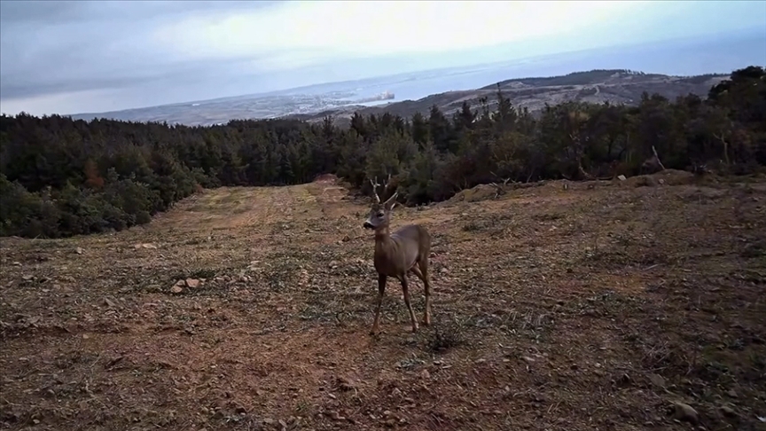 Tekirdağ'da yaban hayatı fotokapanla görüntülendi