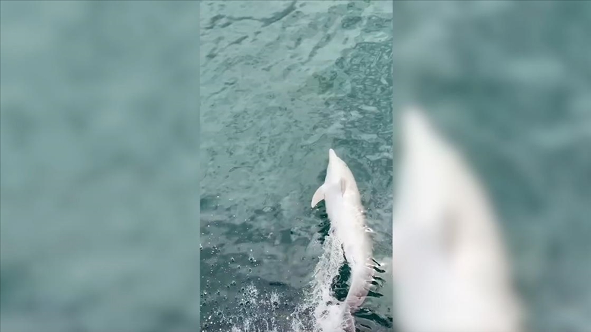 Një delfin që shoqëronte një varkë xhirohet nga kamera e telefonit