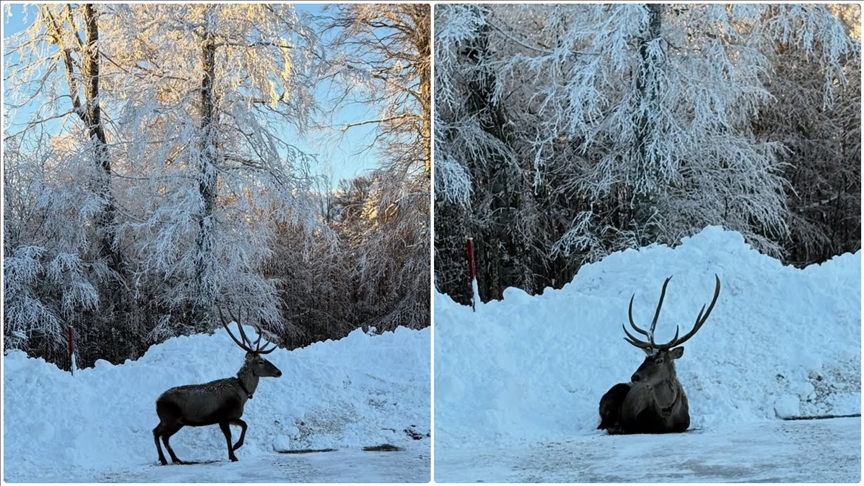 Kocaeli'de karla kaplanan yaylada gezen kızıl geyik görüntülendi