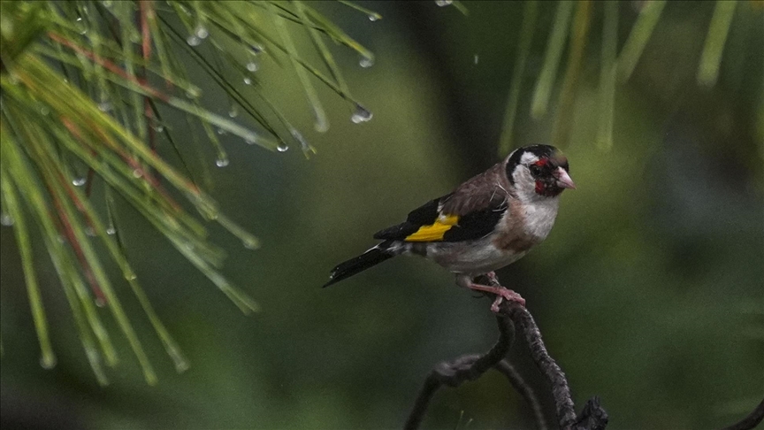 UK’s warmest spring boosts songbird breeding: Report