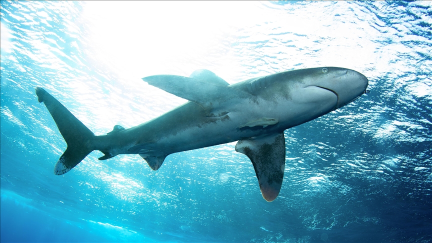 Illegal fishing pushes Mediterranean great white sharks toward extinction: Study