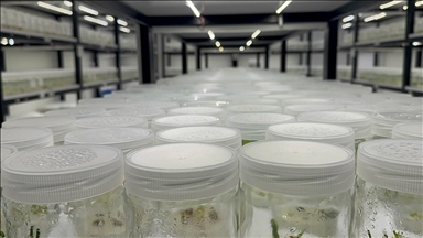 Isparta'daki akademisyenler ak zambağın üretim süresinin kısalması için çalışma yapıyor