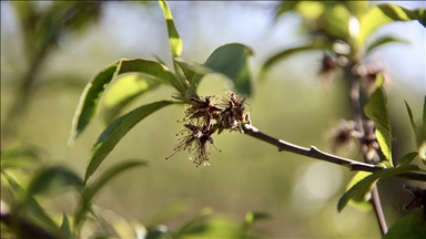Üreticilere 221 milyon 150 bin lira zirai don desteği ödemesi bugün yapılacak