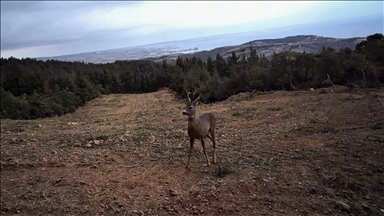 Tekirdağ'da yaban hayatı fotokapanla görüntülendi