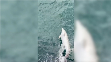 Një delfin që shoqëronte një varkë xhirohet nga kamera e telefonit