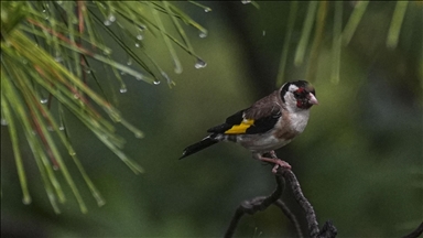 UK’s warmest spring boosts songbird breeding: Report