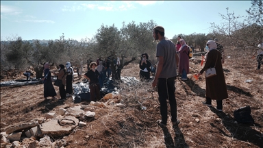 الضفة.. مستوطنون يصيبون 4 فلسطينيين ويقطعون عشرات الأشجار