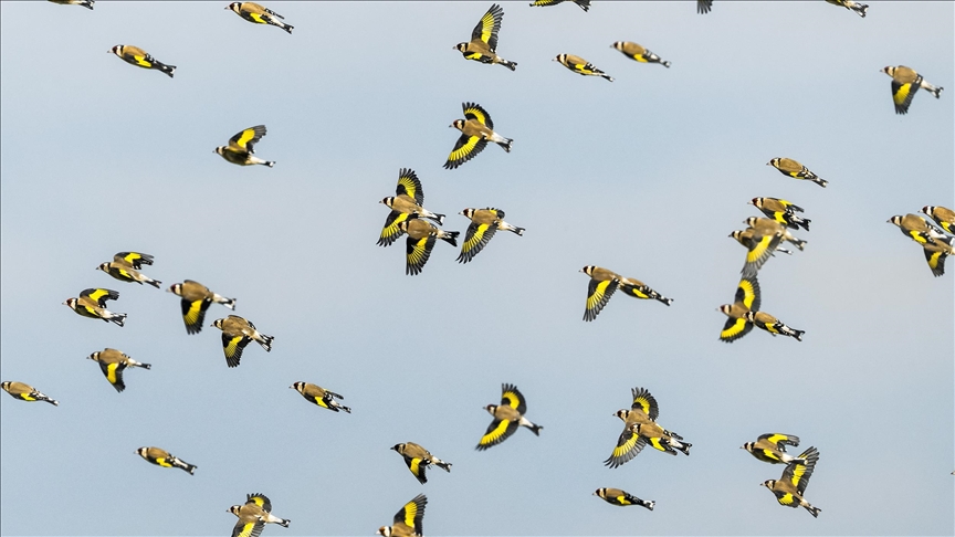 Saka kuşları sürüler halinde görüntülendi