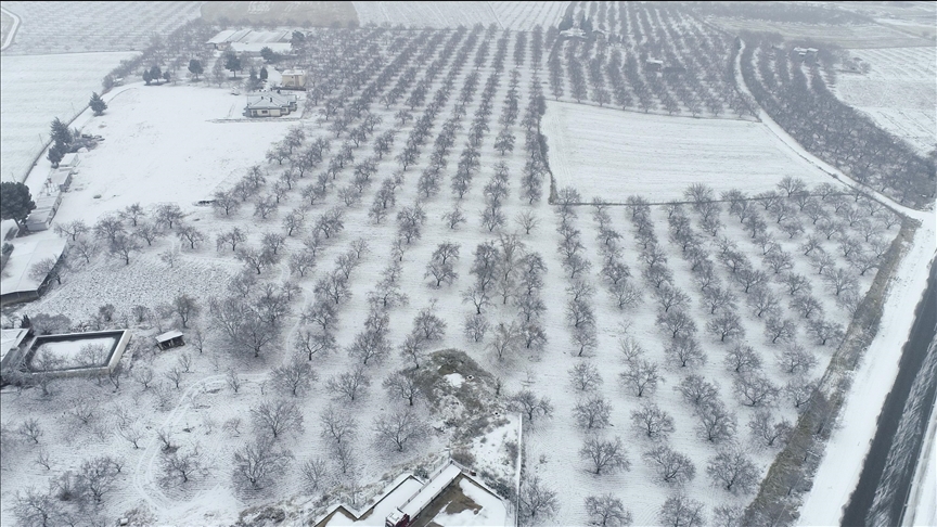 Li Meletiyê baxçeyên qeysiyan bi barîna berfê spîçîl bûn