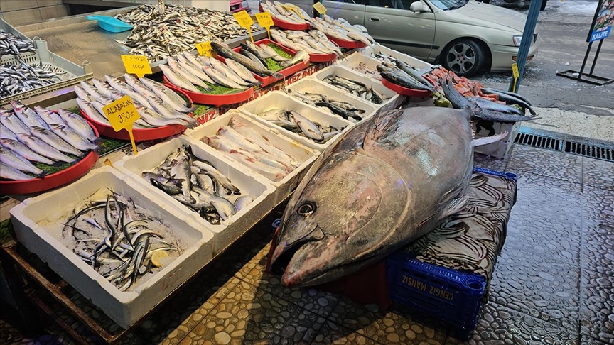 Atlantik Okyanusu'nda tutulan 287 kilogramlık orkinos vatandaşların ilgi odağı oldu