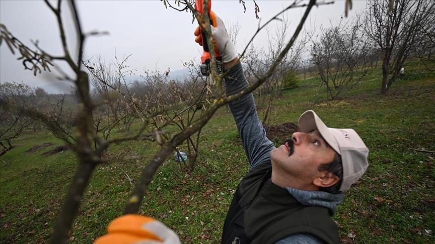 Türkiye to use bats in fight against insect threatening country’s hazelnut harvest