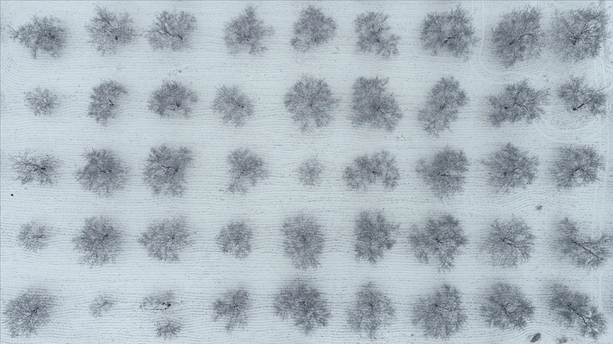 Malatya'da kayısı bahçeleri beyaz örtüyle kaplandı