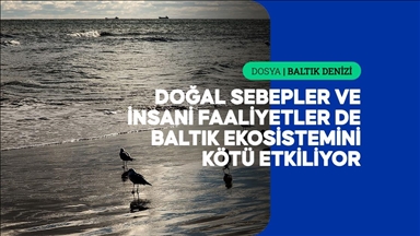 Küresel ısınma ve insani atıklar Baltık Denizi'ndeki doğal hayatı durma noktasına getiriyor 