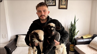 Samsun'da biri ayağı kırık iki kuzusuna evinde özenle bakıyor