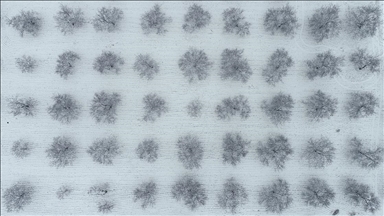 Malatya'da kayısı bahçeleri beyaz örtüyle kaplandı