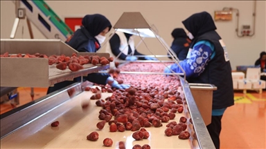 Dondurulmuş meyve ve sebzede, 2026'da 200 milyon dolar ihracat hedefi