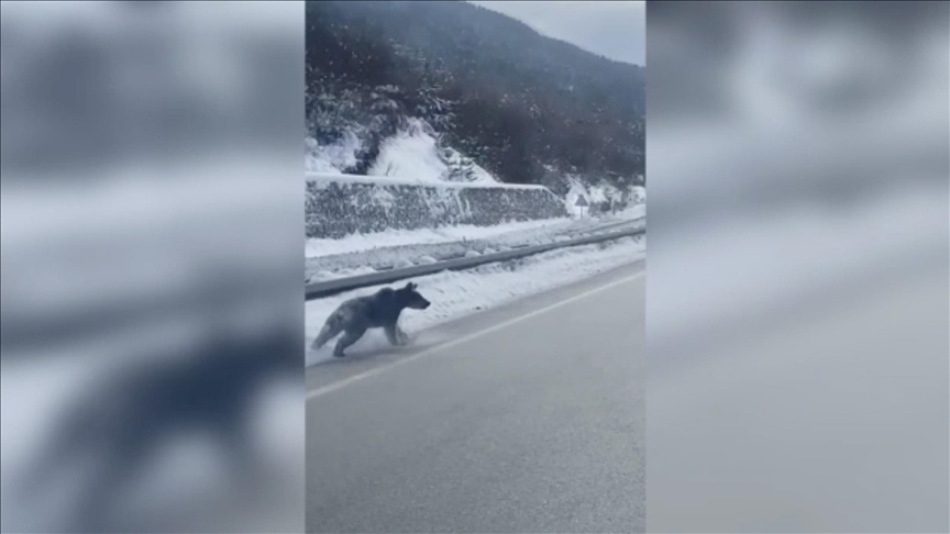 Kastamonu'da kara yoluna inen bozayılar görüntülendi