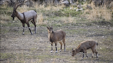 Tunceli'de zirvelerden inen yaban keçileri Çemişgezek ilçesinde güvenle yaşıyor