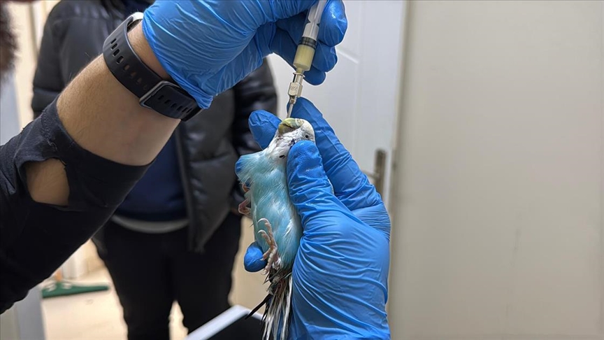 Kuşlara duyduğu sevgiyle "kuş hekimi" oldu