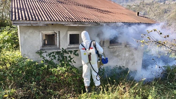 Giresun'da kahverengi kokarcayla mücadele dört koldan devam ediyor 