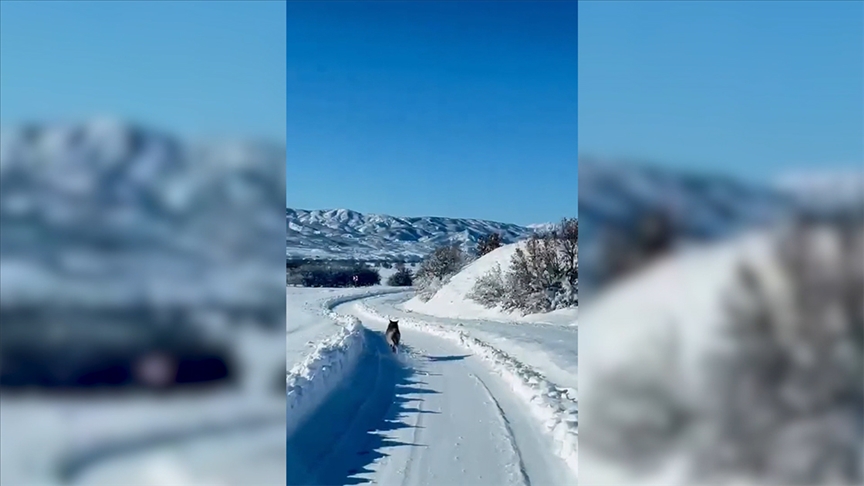 Bingöl'de ambulansın önünde koşan kurt kamerada