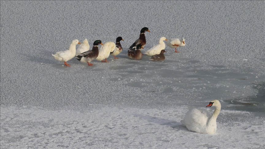 Sivas'ta Kızılırmak'ın bazı kısımları buz tuttu