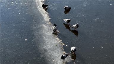 Eskişehir'de güvercinler Porsuk Çayı'nın buz tutan yüzeyinde yiyecek aradı