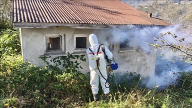 Giresun'da kahverengi kokarcayla mücadele dört koldan devam ediyor 