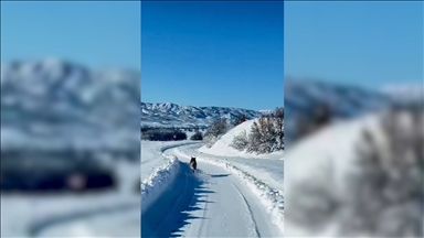 Bingöl'de ambulansın önünde koşan kurt kamerada