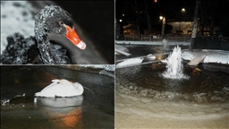 Başkentin simgelerinden Kuğulu Park'taki havuzun yüzeyi buz tuttu