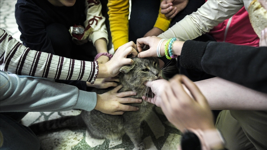 Mačak Mirza "školski drug" i miljenik učenika sarajevske osnovne škole
