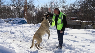 İş makinesi karlı yolları açıyor, ekipler sahipsiz hayvanları besliyor