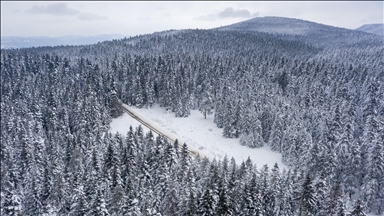Bolu'da karla kaplı çam ağaçları havadan görüntülendi
