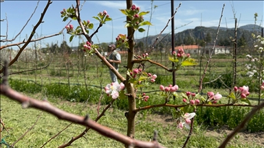 Türkiye'nin elma bahçesi Isparta'da zirai dona karşı yerli çeşitler geliştiriliyor