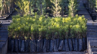 Türkiye'de geçen yıl 517 milyon fidan ve tohum toprakla buluştu