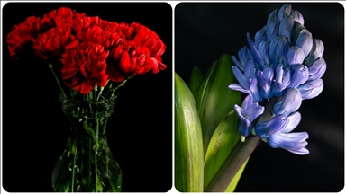 Türkiye'de geçen yıl en çok üretilen kesme çiçek karanfil oldu