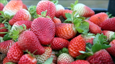 France to suspend imports of certain fruits over banned pesticide residues