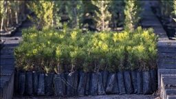 Türkiye'de geçen yıl 517 milyon fidan ve tohum toprakla buluştu