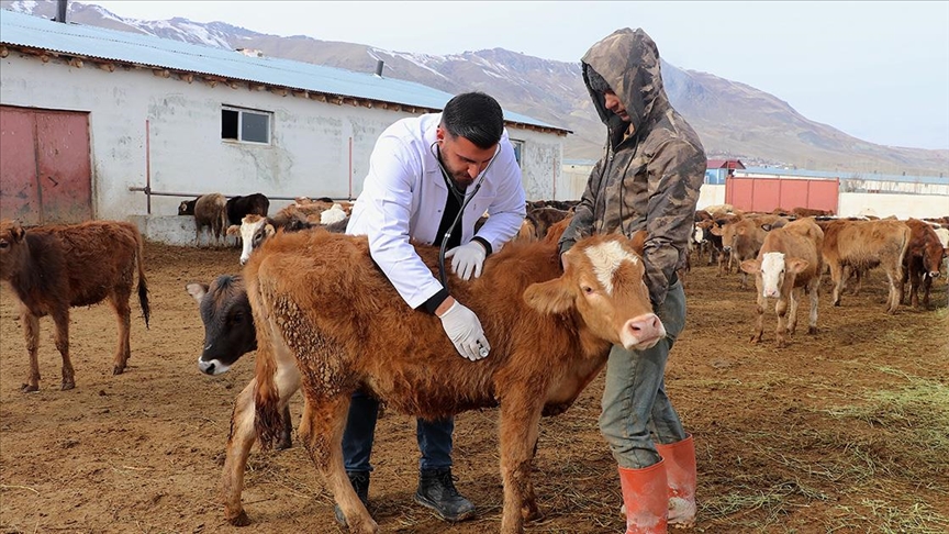 Genç veteriner, baba mesleği hayvancılığı modern yöntemlerle sürdürüyor